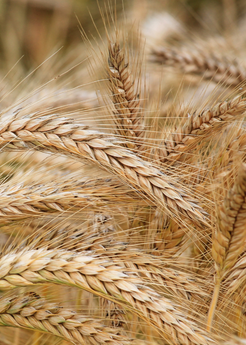 Shoe size is measured in barley